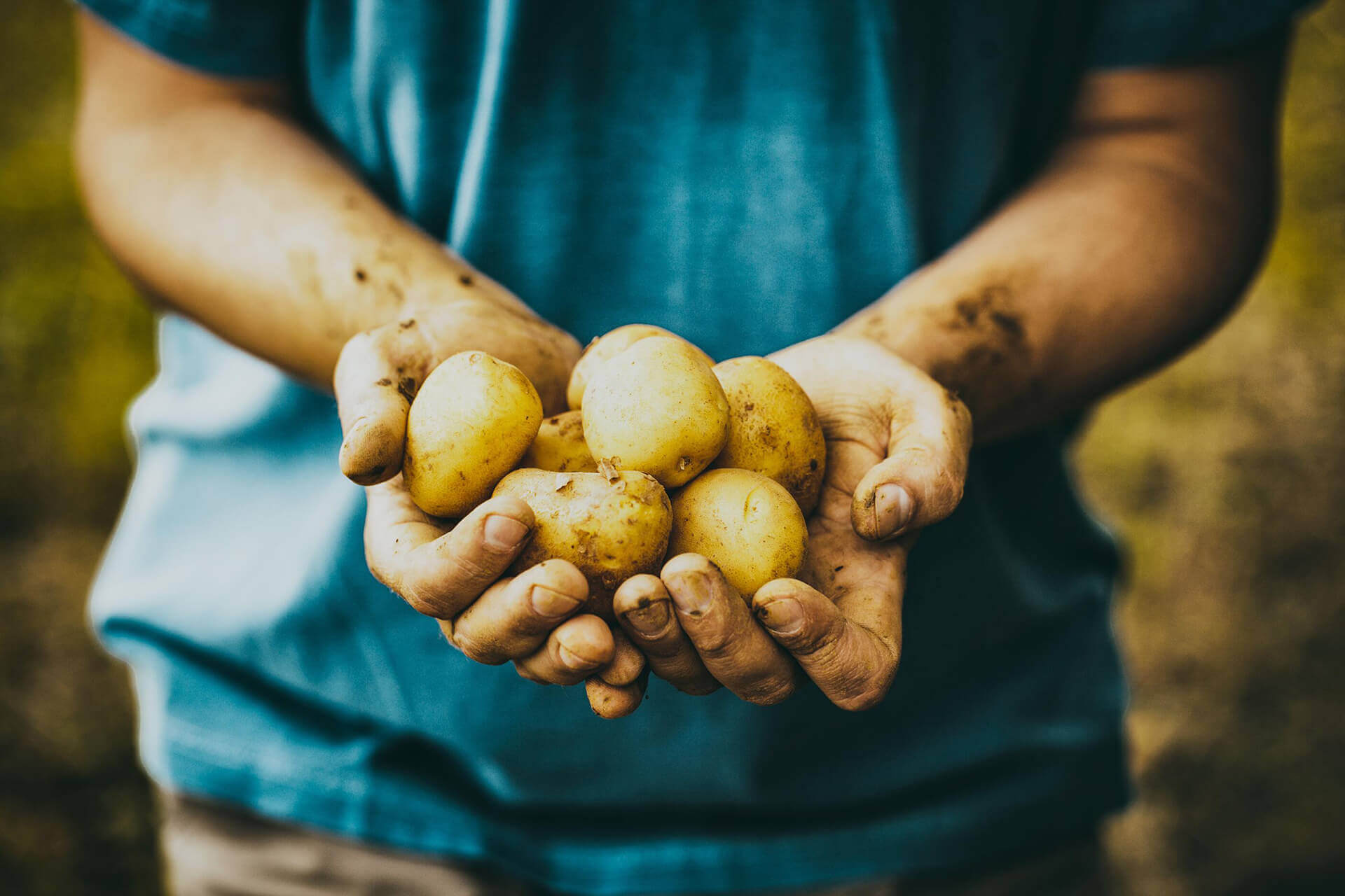 How Ponkay Farms and Agribusiness Services Ensures Quality in Every Harvest