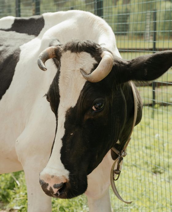 Dairy Production 