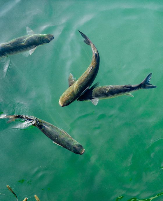 Fish Farming