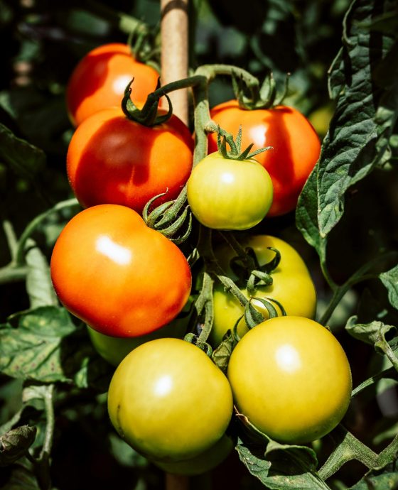  Tomato Farming