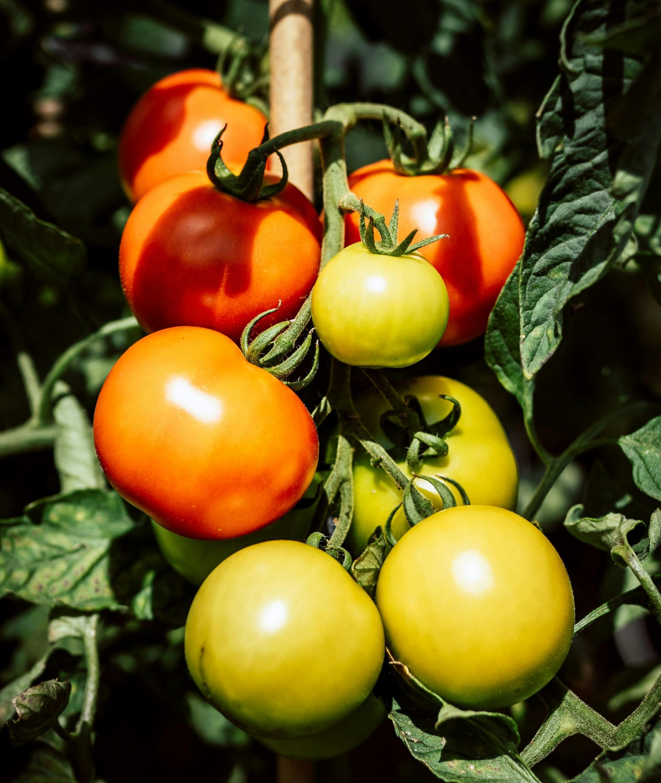 akasoilfarm.com