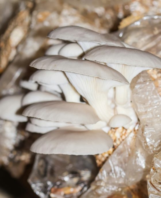 Mushroom Farming 